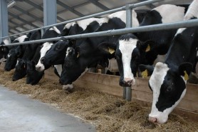 PAS anunță că crescătorii de animale vor beneficia de subvenții la litru de lapte